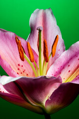 Lily, tropical flower with white-pink petals isolated on green background, macrophotography 