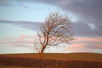 Fototapeta premium Tree in evening light in winter 