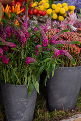 Fresh cut pink flowers of Veronica spicata plant or spiked speedwell at the greek flower shop in autumn.