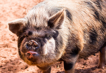 ugly wild boar pig