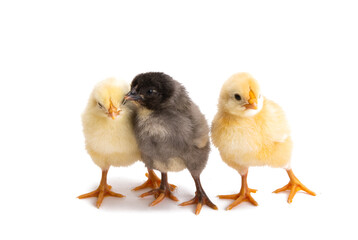 little chickens isolated