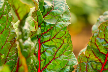 Red Beet Plant with Red Veins Leaves