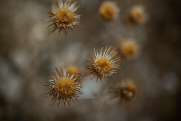close up dry thistle plant growing in the autumn field with bokeh. autumn background with Soft selective focus