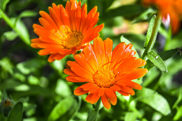 Bright Flower Calendula in the garden in the shade. Close-up.Close up of a orange pot marigold bloom in dappled shade.