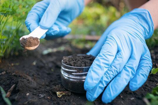 Scientist takes a soil sample.  Soil science concept.