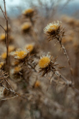 close up dry thistle plant growing in the autumn field with bokeh. autumn background with Soft selective focus