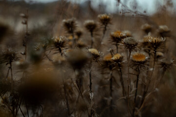 close up dry thistle plant growing in the autumn field with bokeh. autumn background with Soft selective focus