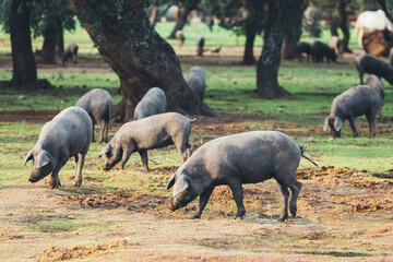 Pigs graze on farm in countryside of navalvillar de pela, Extremadura