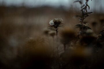 close up snail and dry thistle plant growing in the autumn field with bokeh. autumn background 
