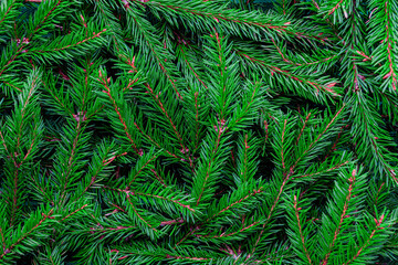 Background from Christmas tree branches. Holiday concept New Year and Christmas. Flat lay, copy space.