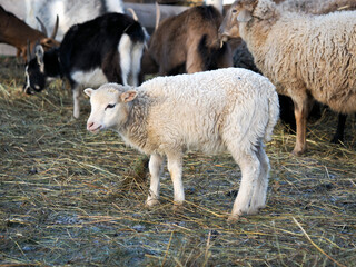 Cute snow-white lamb on the farm