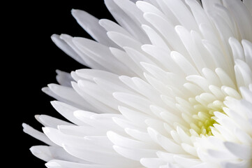 Chrysanthemum flower with white petals isolated on black, natural background, macrophotography 