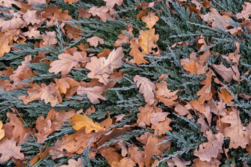 autumn leaves background