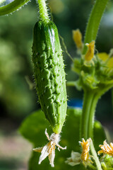 Green cucumber in the garden in the shade. Close-up.