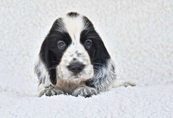 English Cocker Spaniel Blue Roan puppy, white background