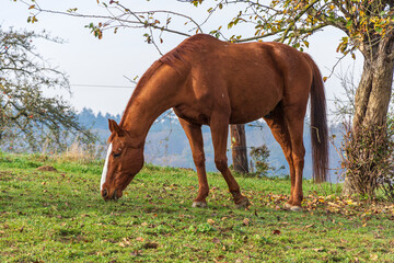 Brown horse in the paddock while eating
