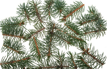 spruce branch isolated