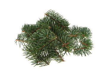 spruce branch isolated