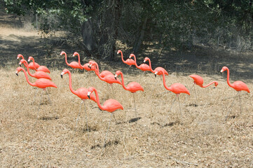 Flock of plastic flamingos in a dry grassy field. - 391857894