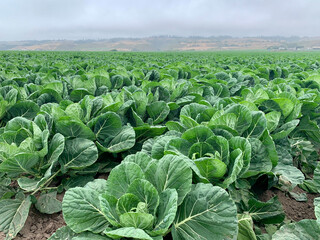 agriculture in rows on coast
