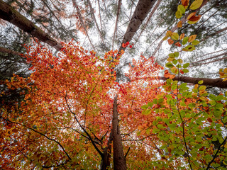 Autumn Bavarian Forest walk to enjoy the red and orange colors