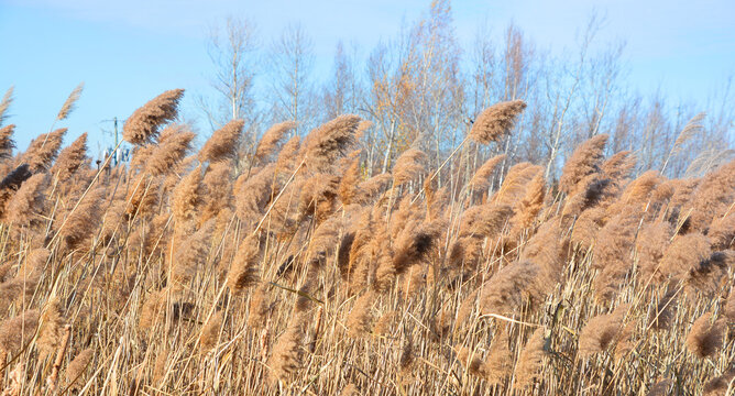 Fall landscape Glyceria maxima, also known as Great Manna Grass, Reed Mannagrass, and Reed Sweet-grass, growing near the water