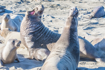 Bull Elephant Seal on San Simeon Beach - California