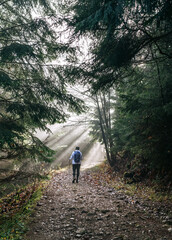 Fototapeta premium Woman with backpack have a forest walk using a trekking poles. She walking by the forest path with trees tunnel and magical sun beams shinning through the branches. Active people concept image.