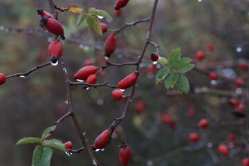 Red rose hips in the forest on the bush