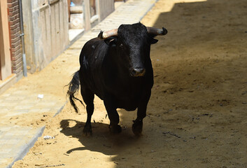 toro negro español con grandes cuernos