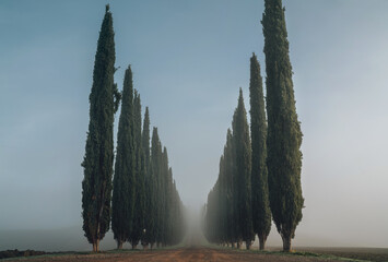 Road running between the alley of cypress trees shooted in the early misty morning when the first...