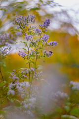 Autumn flower scene with insect