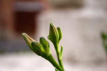 green flower bud