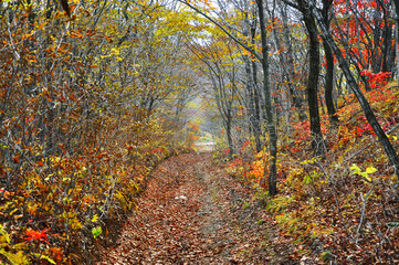 Wild forest path among the young thin trees in the golden autumn season.