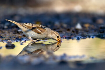 Drinking bird. Nature background. Sparrow.