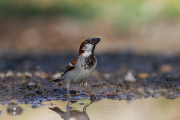 Drinking bird. Nature background. Sparrow.