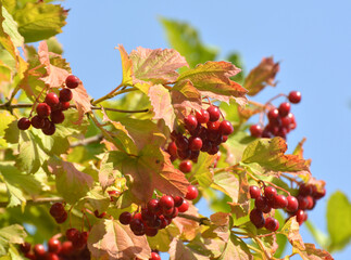 Guelder rose (Viburnum opulus) berries ripen on the branch of the bush