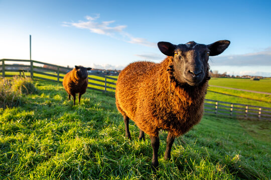 Two curious brown sheep in the grass on a dike in the South Holland Hellegatspolder. This polder is located in the municipality of Lisse in the Netherlands.