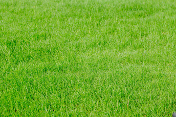 texture of natural juicy green grass