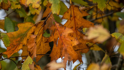 Feuille Automne Orange