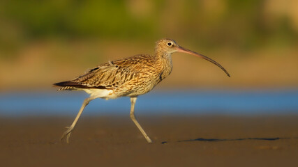 Eurasian Curlew. Colorful nature background. 