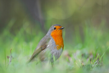 Cute bird. Green nature background. European Robin 