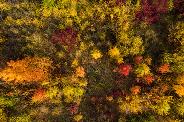 Einzelne junge und farbenfrohe Laubb&auml;ume im Herbst aufgenommen bei einem &Uuml;berflug mit einer Drohne