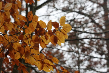 Bright autumn leaves on tree branches in the forest