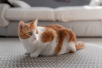 gato blanco y marrón con ojos amarillos acostado en la alfombra