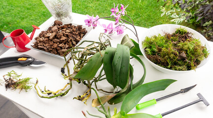 Transplanting a phaleonopsis potted orchid on a desktop with garden tools, watering can and pruning...