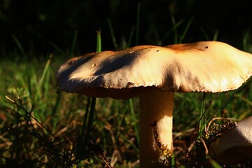 Edible mature mushroom Saffron Milk Cap, also called Red Pine Mushroom, latin name Lactarius Deliciosus, sunbathing in october fall afternoon sunshine in green lawn. 