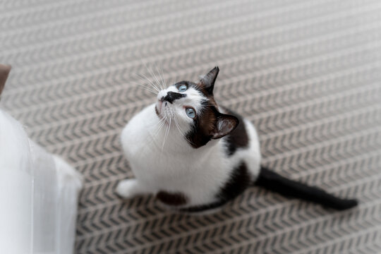 gato blanco y marrón con ojos azules sentado en la alfombra, mira hacia arriba