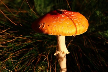Orange coloured Fly Amanita mushroom, also called Fly Agaric, latin name Amanita Muscaria, sunbathing in october afternoon sunshine, with fly sittin on top of the hat. 