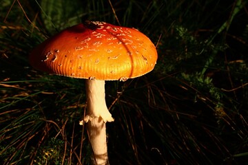 Orange coloured Fly Amanita mushroom, also called Fly Agaric, latin name Amanita Muscaria, sunbathing in october afternoon sunshine, with fly sittin on top of the hat. 